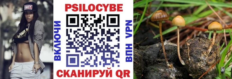 Галлюциногенные грибы Psilocybe  Купить  Чадан 